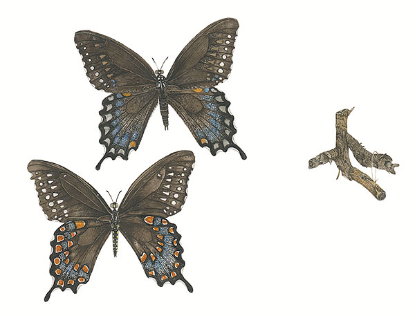 Spicebush Swallowtail and Chrysalis