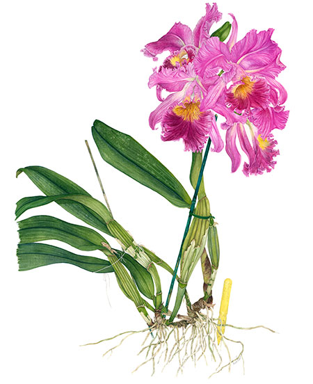 Cattleya botanical watercolor