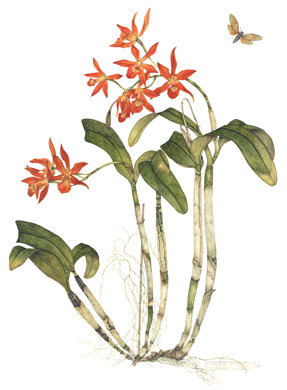 Laeliocattleya watercolor