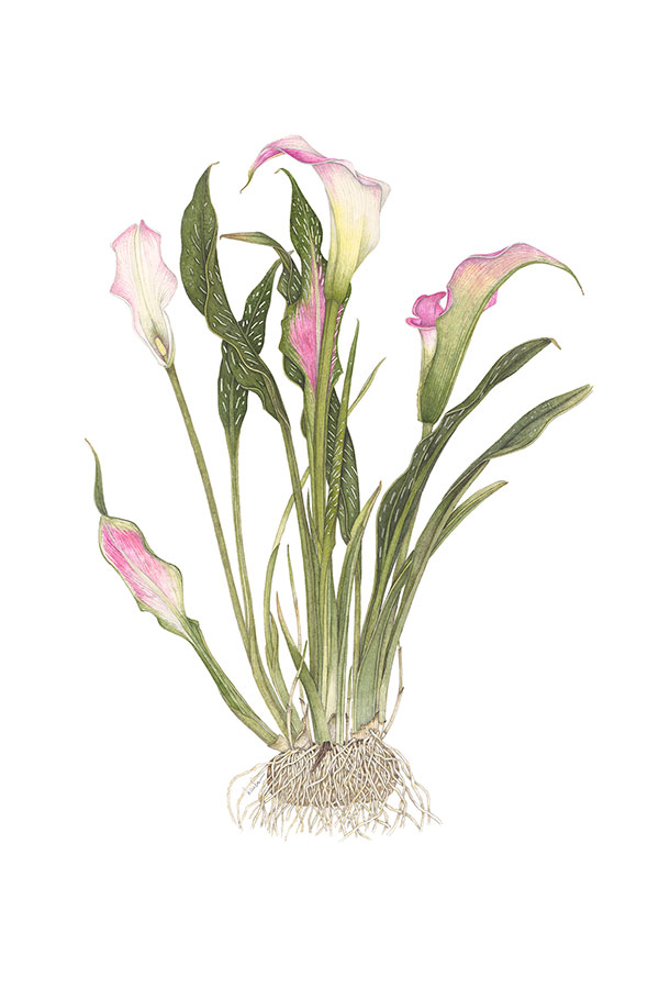 ​Calla Lily Series #2