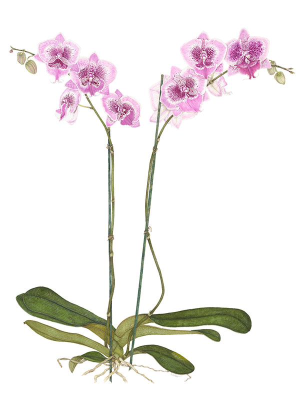 Phalaenopsis Series 2 watercolor painting