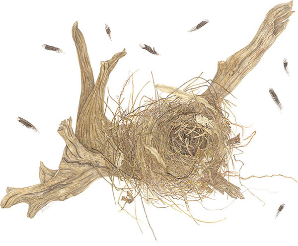 St John Nest